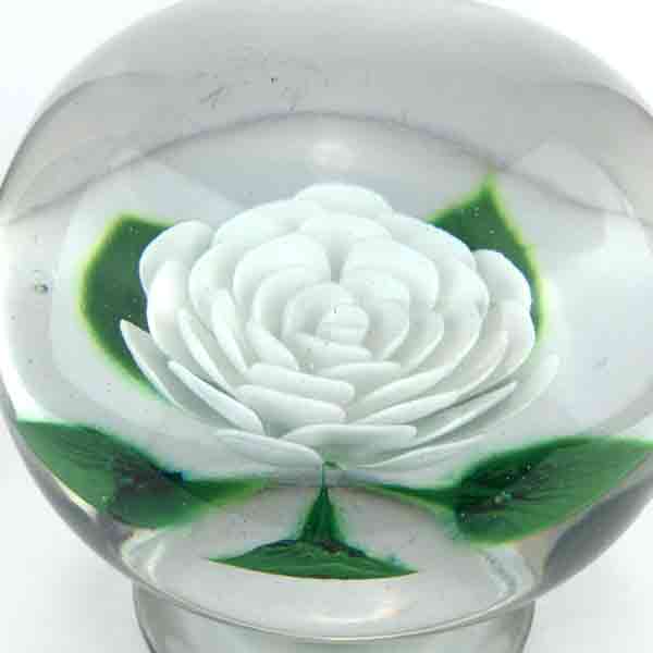 Large Millville Rose in White