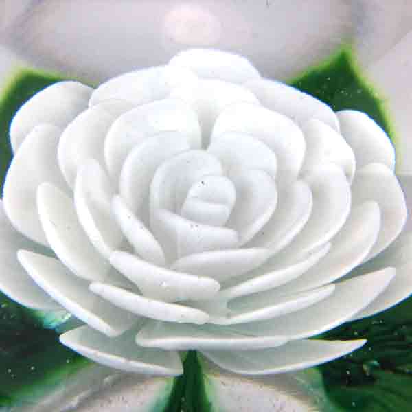 Large Millville Rose in White